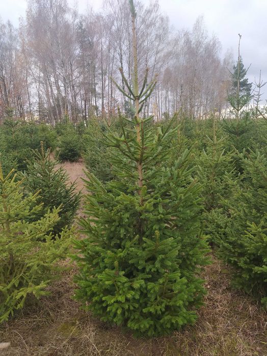 Choinki, Świerk pospolity