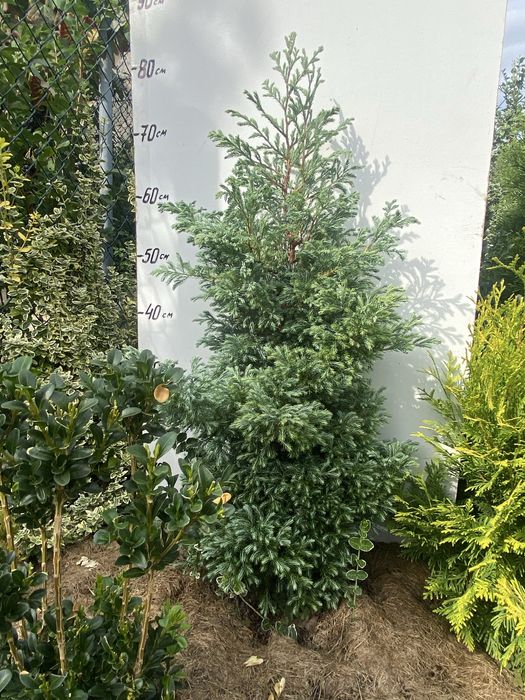 Кипарисовики Лавсона Елвуді і горохоплідний Булевард