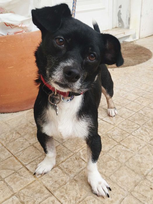 ELFO (Macho, 8Kg) Para Adoção