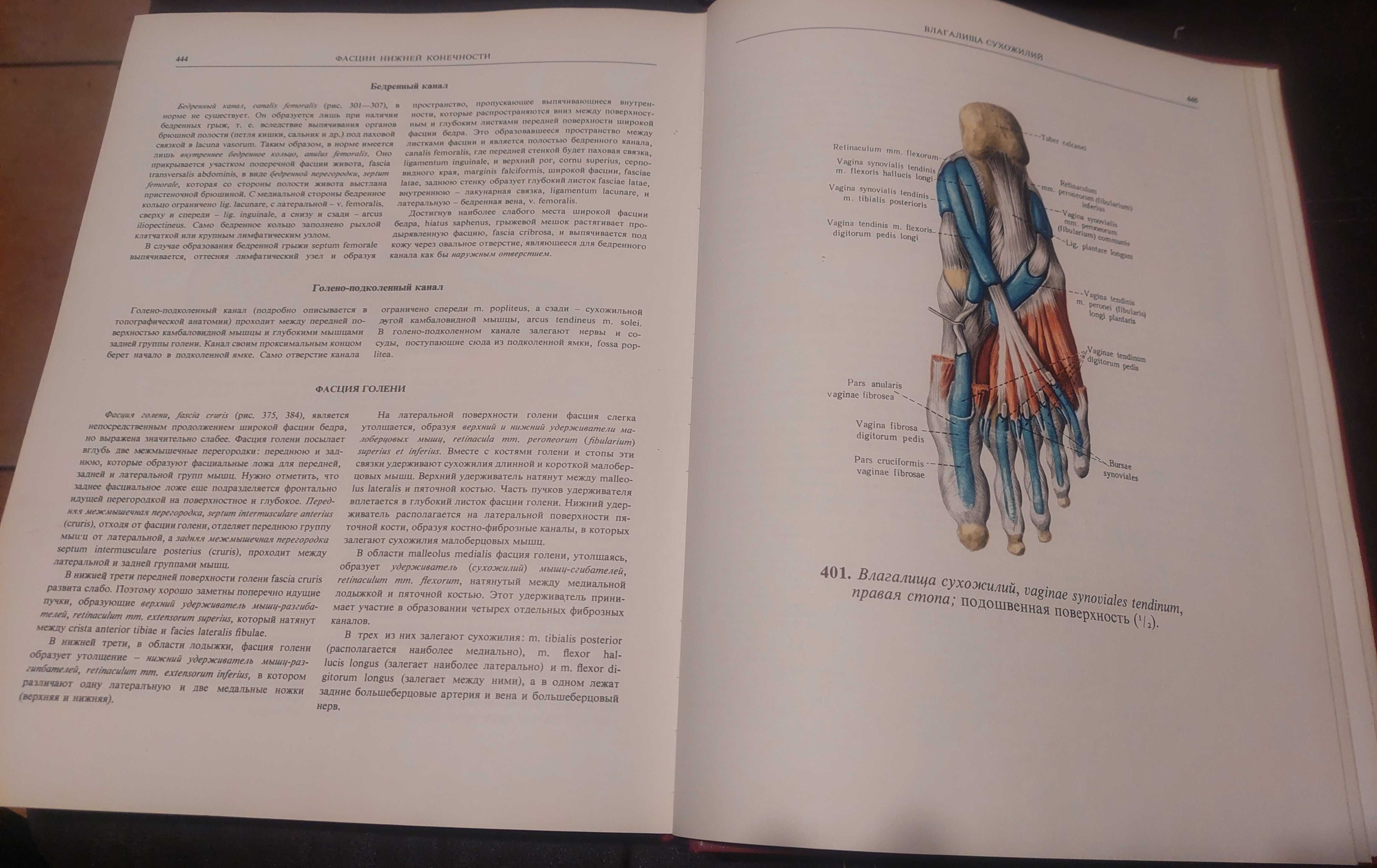 Синельников Р.Д. Атлас анатомии человека, тома 1 и 2