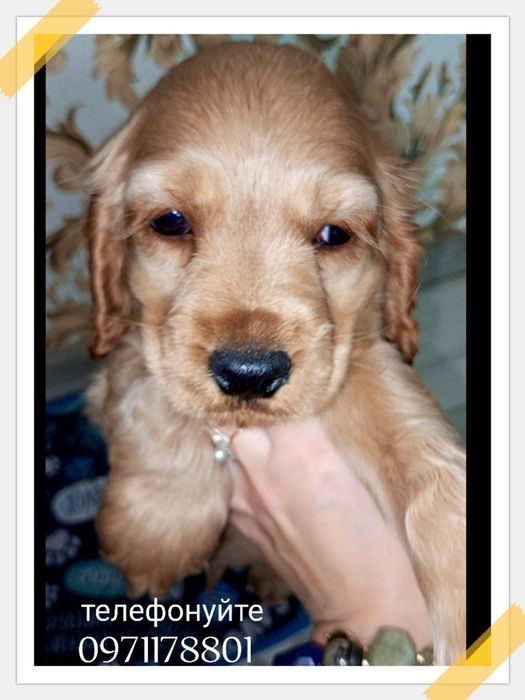 Сонечко є і - це англійський кокер-спанієль