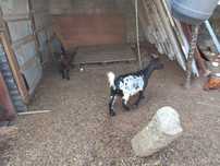 Cabras anas prontas a criar
