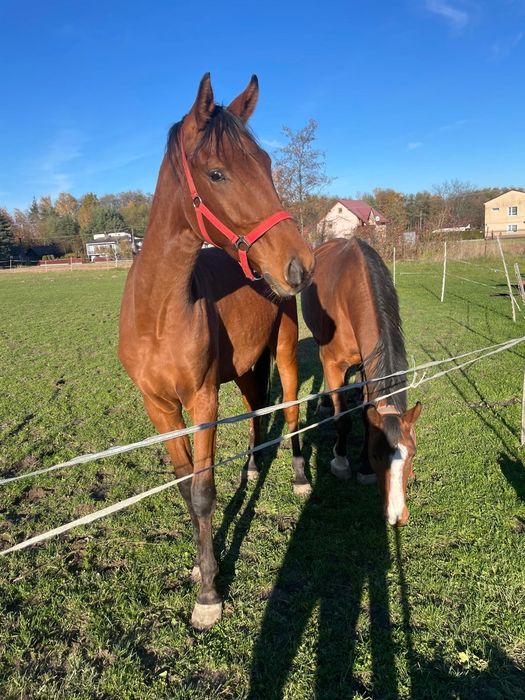 Wałach  małopolski