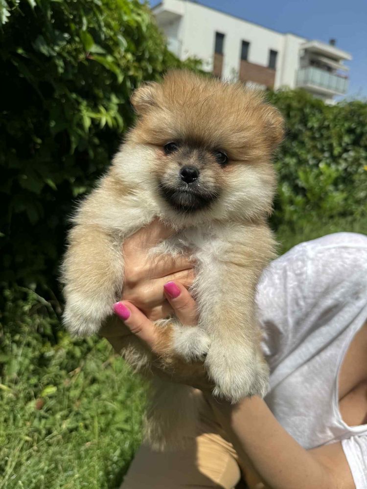 Pomeranian szpic miniaturowy boo misiu xs