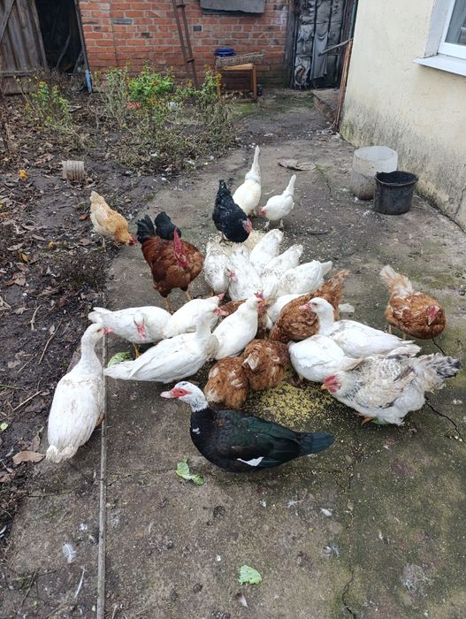 Индоутки белой масти петухи куры декоративные срочно в связи с переезд