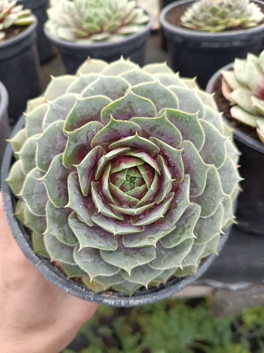 Rojnik Big Sam pakiet x 3 M