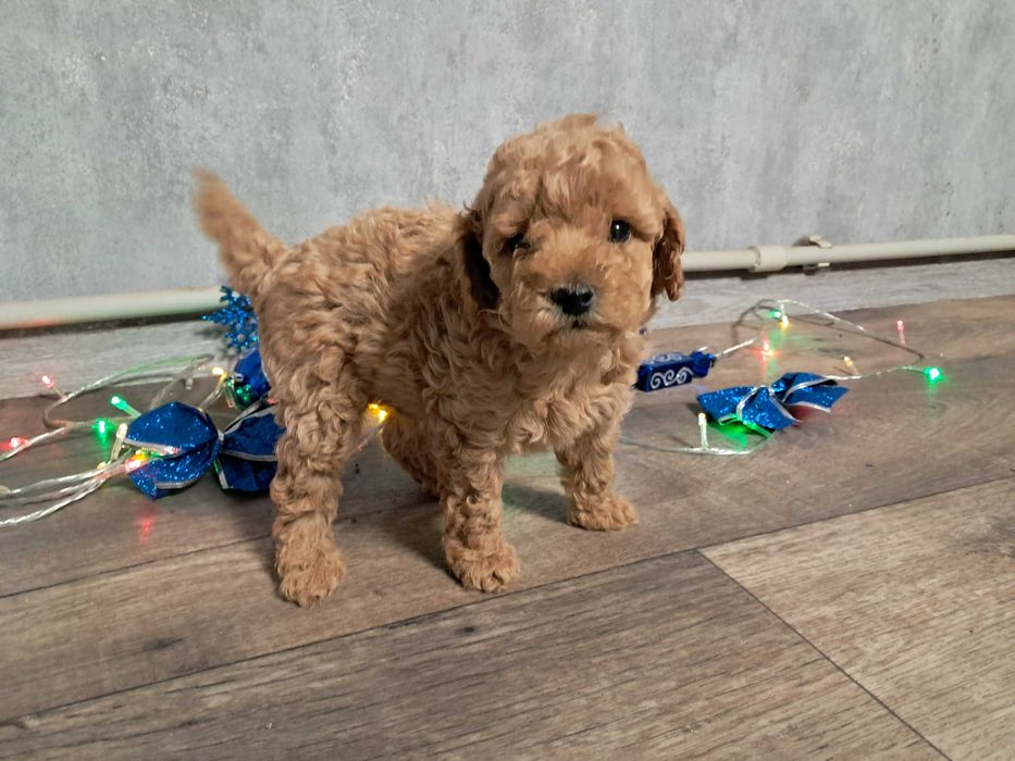 Продам міні мальтипу F1