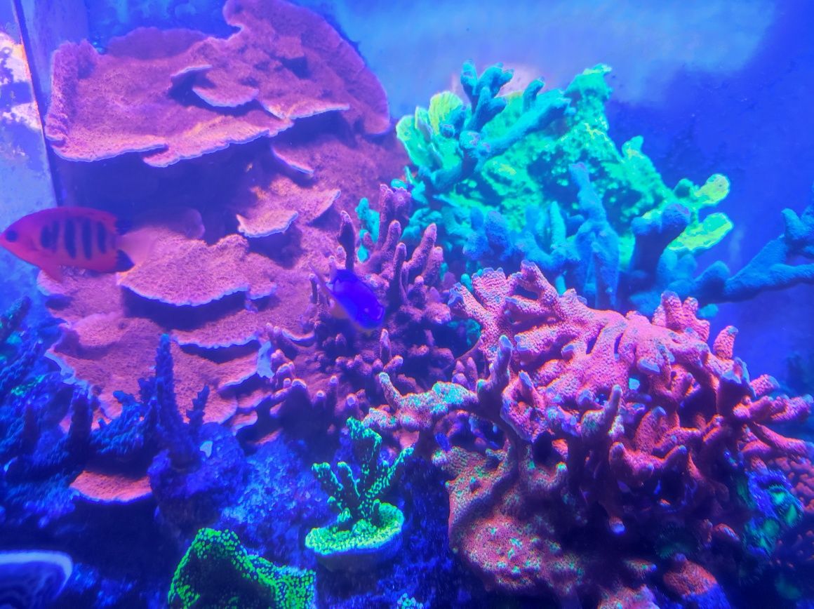 Akwarium morskie Montipora zestaw mix 8 szt talerzowa czerwona zielona