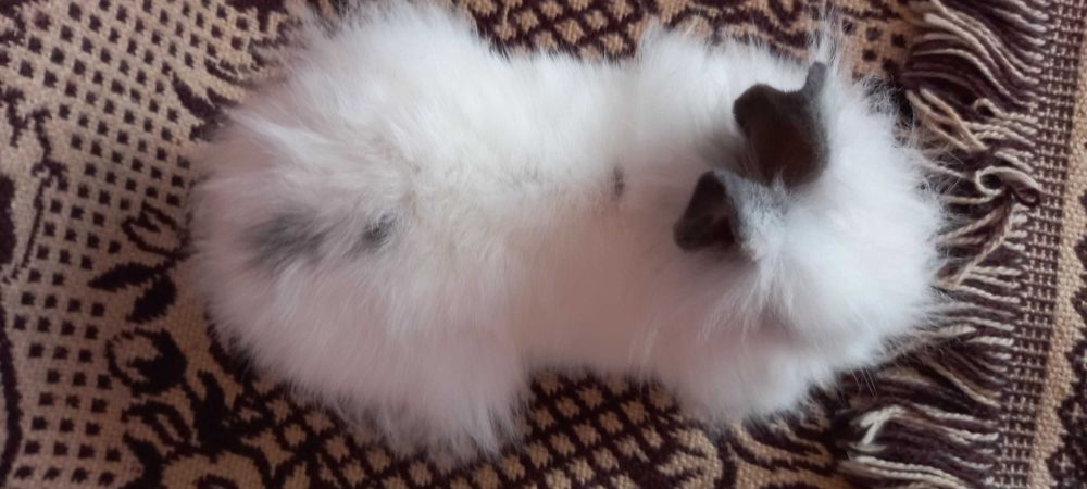 Słodki króliczek angora angielska
