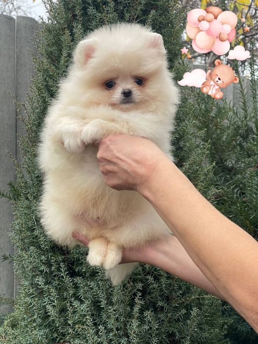 Кукольные детки! Померанский шпиц