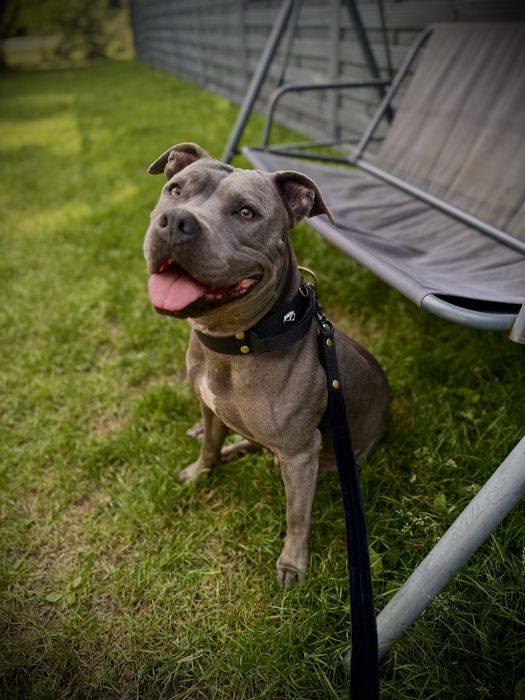 Zapowiedź miotu! American Staffordshire Terrier BLUE Champion Line