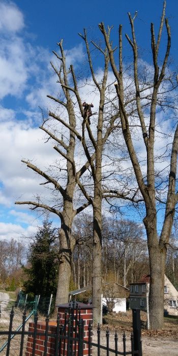 Arborysta, wycinka i pielęgnacja drzew trudnych Sulęcin i okolice