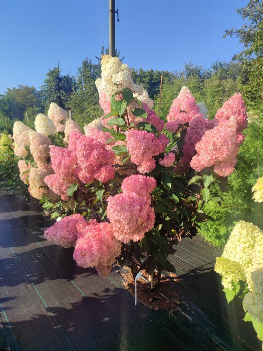 Гортензія волотиста