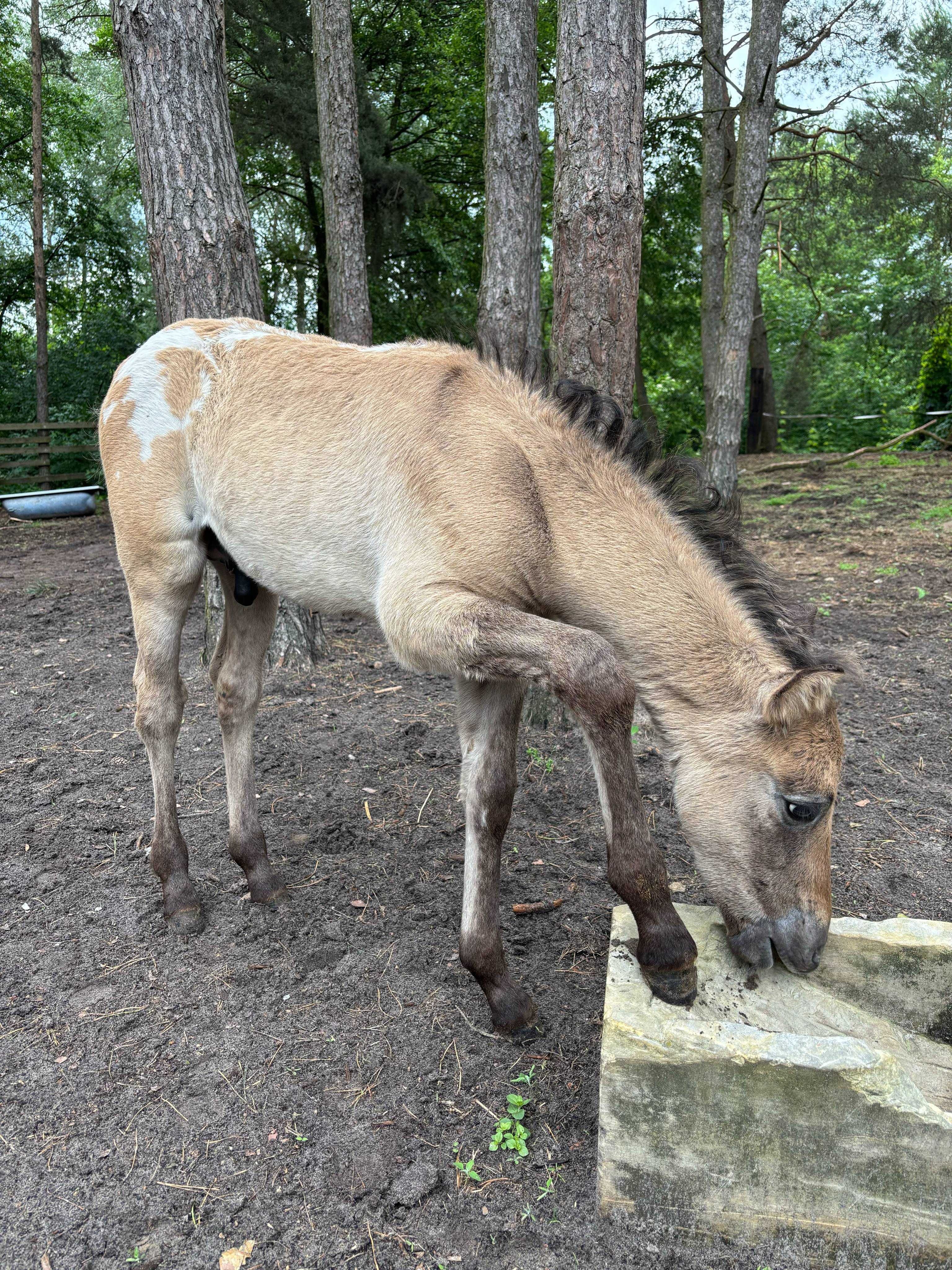 Tegoroczny Ogierek hucuł x appaloosa
