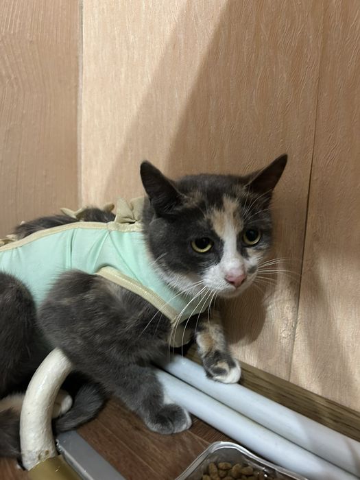 Кішечка молода стерилізована.