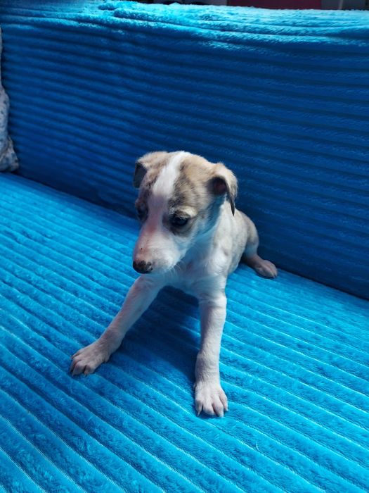 Chart Angielski Whippet. piesek