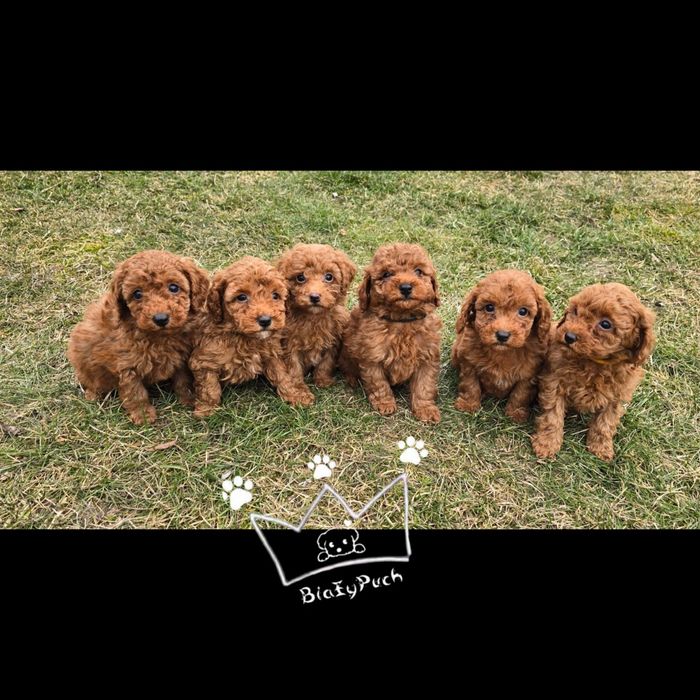 Pudel toy  OSTATNIA SUCZKA red grudzien badania wyprawka paszpor