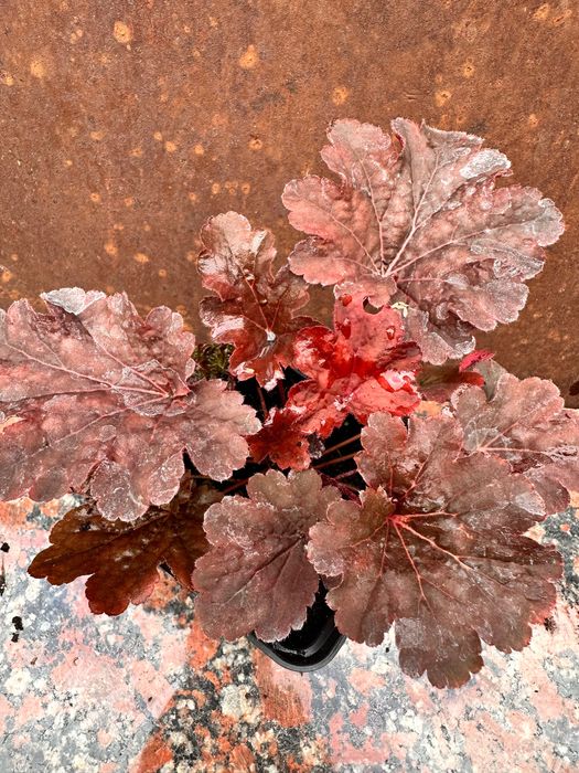 Гейхера арабіка, фореве ред