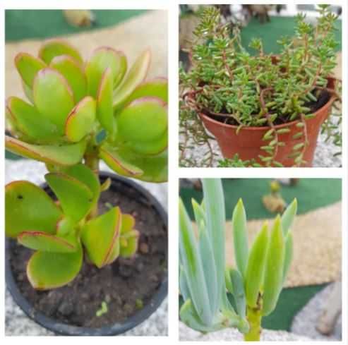 Suculentas em vaso 10,5 cm - 1 €