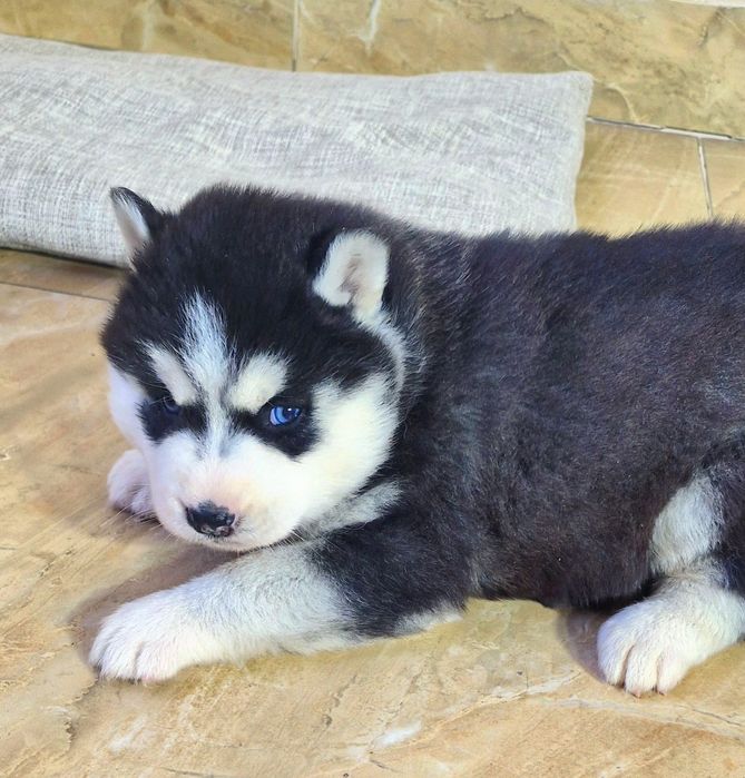 Niebieskooki szczeniak Siberian Husky międzynarodowy rodowod FCI ZKwP