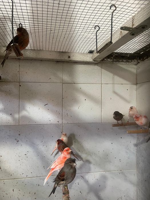 Canários Arlequim Português de 2025