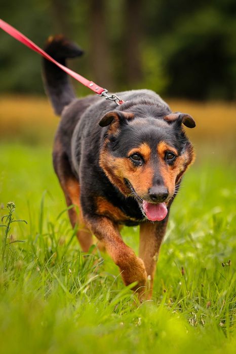 Nora , suczka w typie rottweilera do adopcji z fundacji