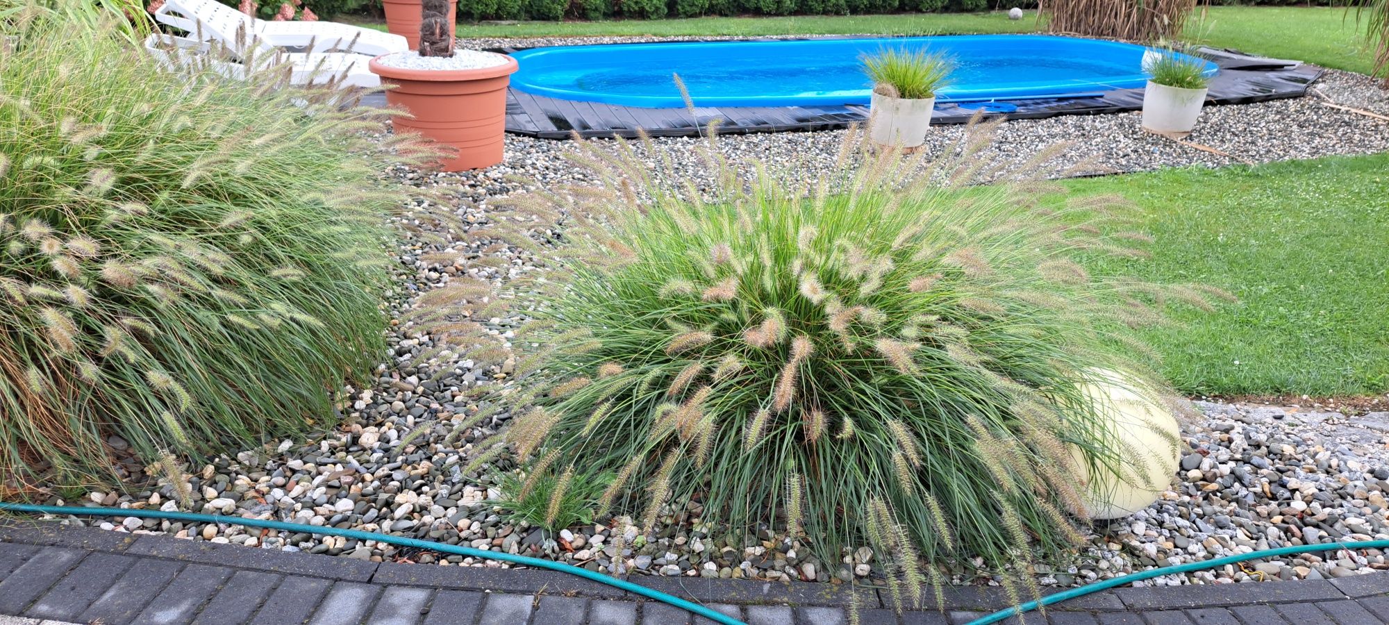 Trawa ozdrobna Miskant moro zebra duże sadzonki i Rozplenica
