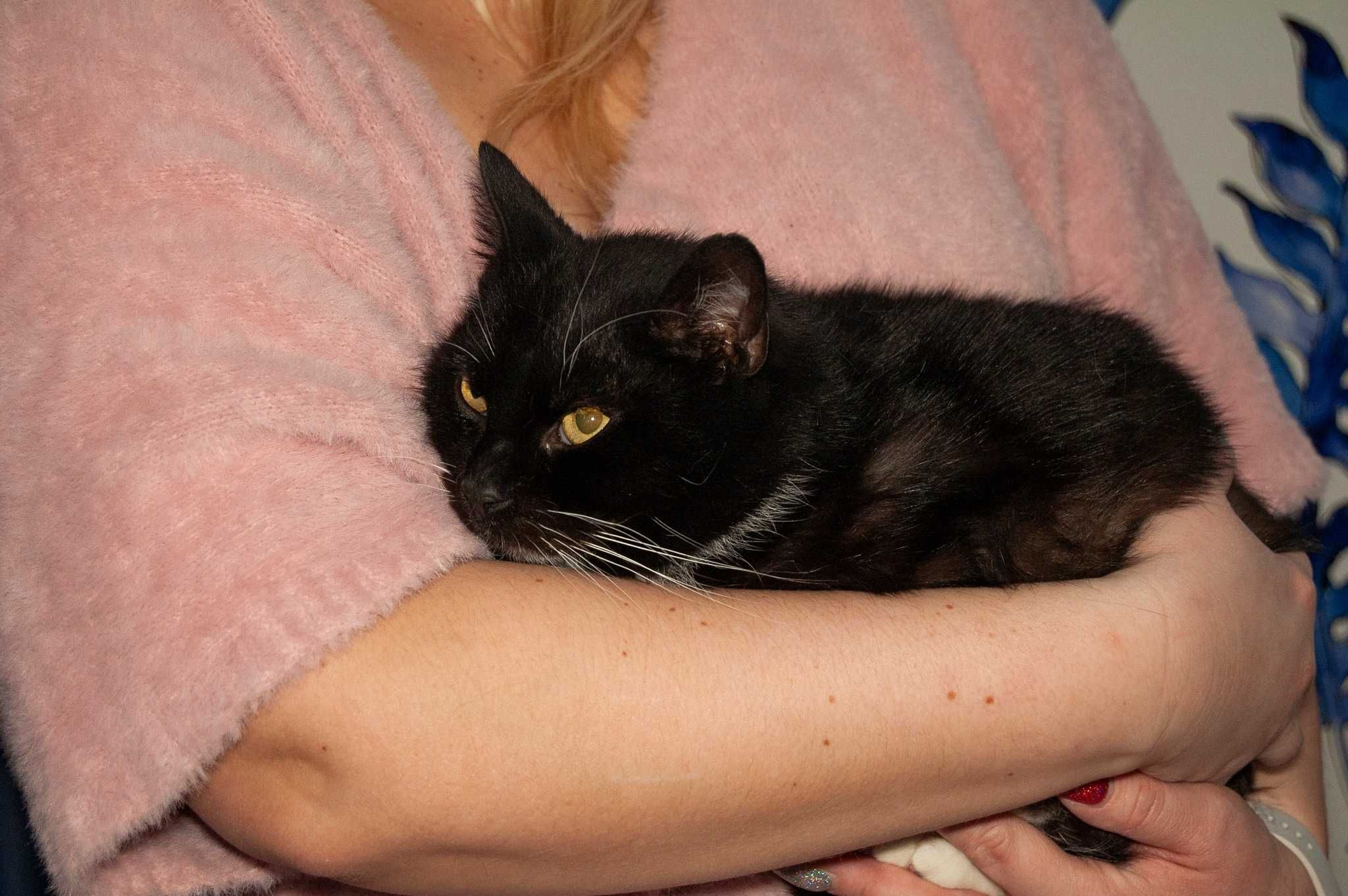 Lala - kotka do adopcji