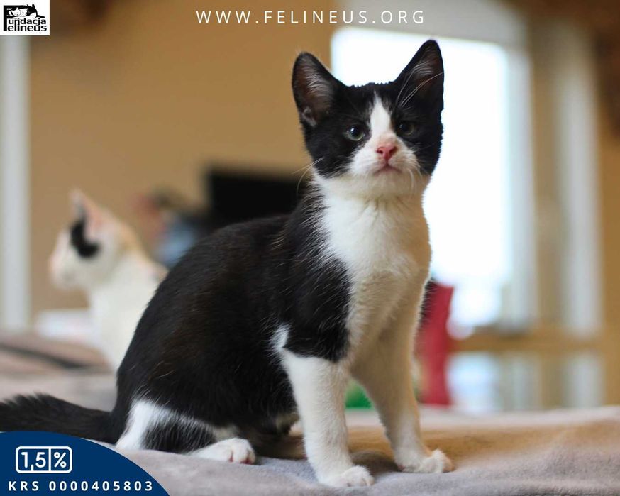 Koci przystojniak czeka na dom