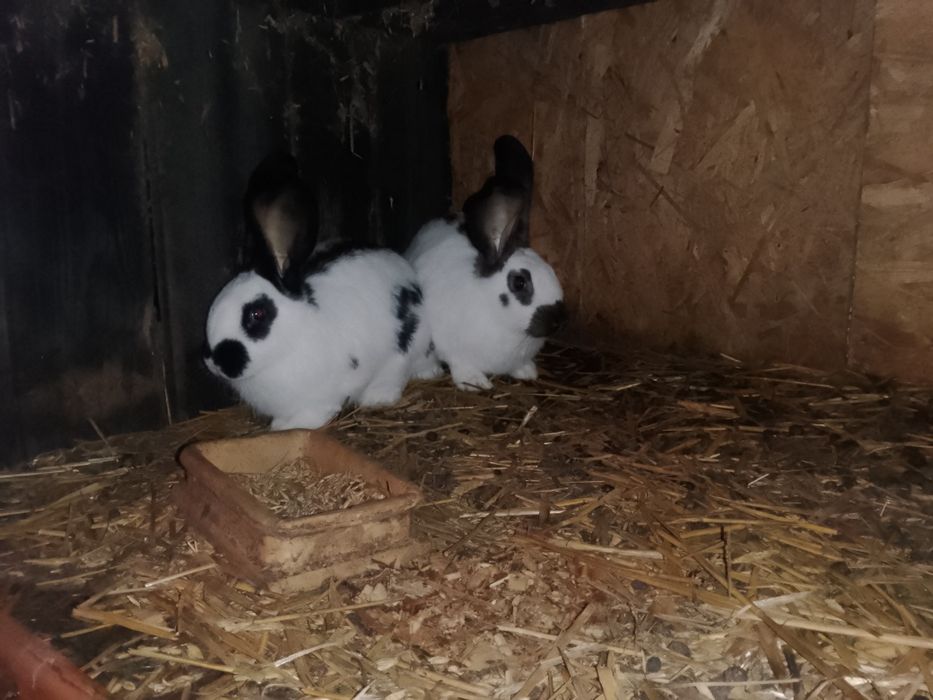 Króliki srokacz niemiecki