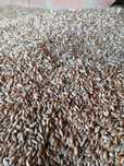 Vendo semente Triticale 2025