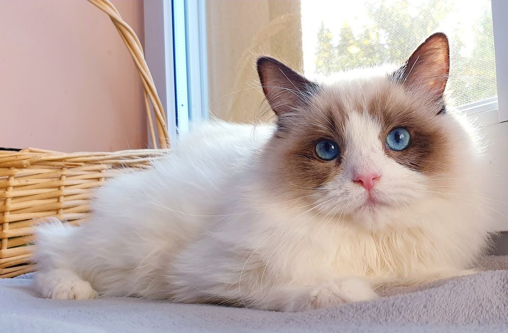 Słodka kotka Ragdoll FPL