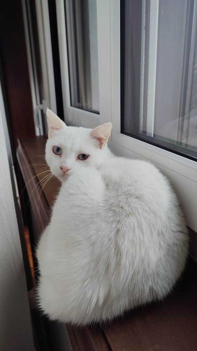 Gatinhos brancos para adoção