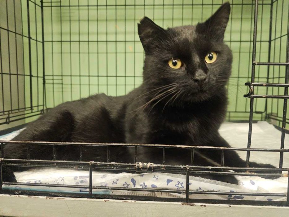 Piękny, okazały czarny miziak pilnie szuka domu B07/429