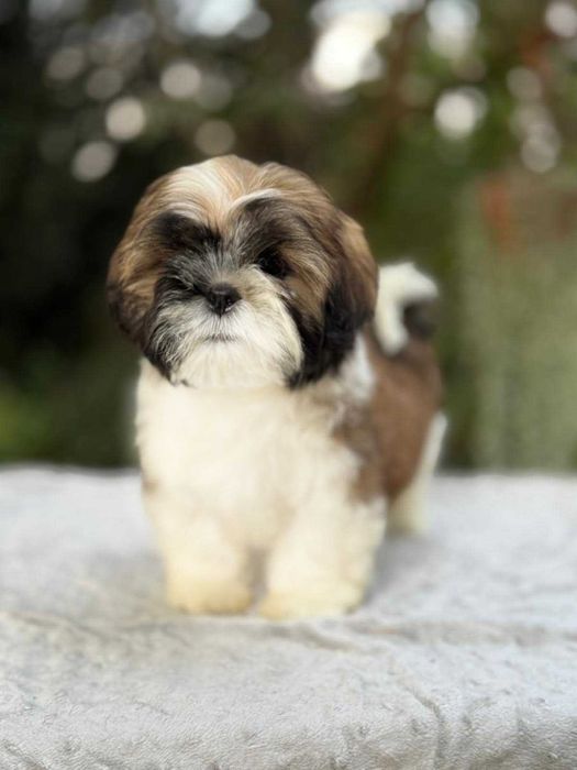 Elitarny piesek Shih Tzu!