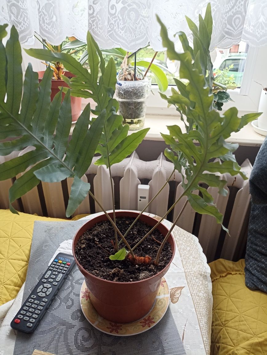 Kwiaty doniczkowe   Skrzydło ,Peperomia, Paproć