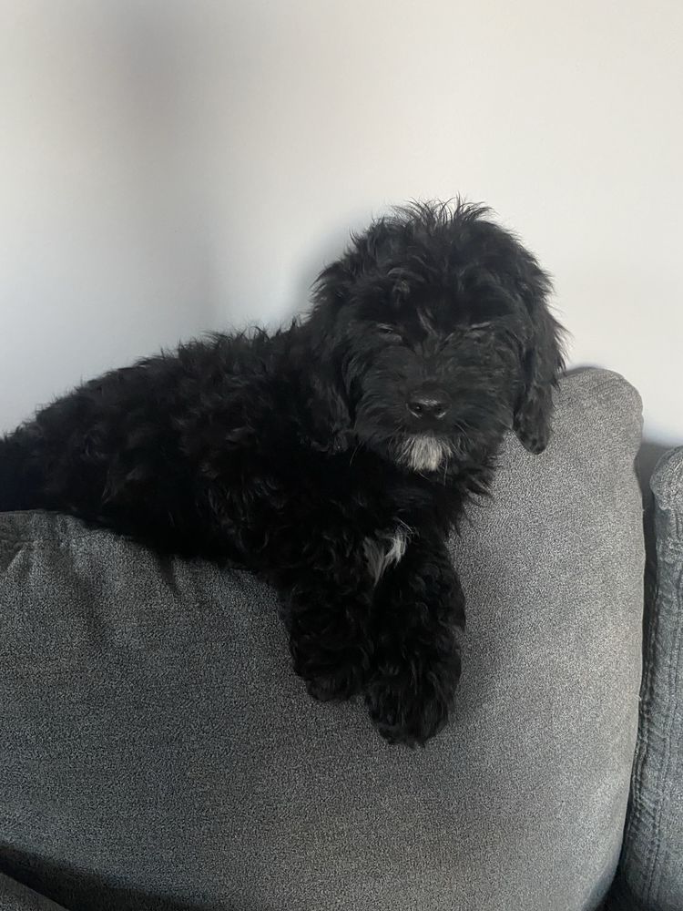 Cavapoo piesek gotowy do odbioru