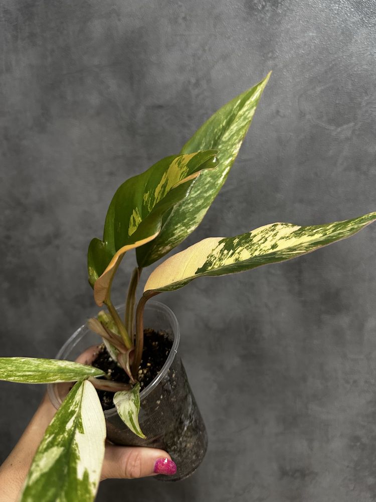 Філодендрон Caramel Marble variegated