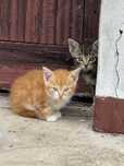 Malutkie Kotki do adopcji