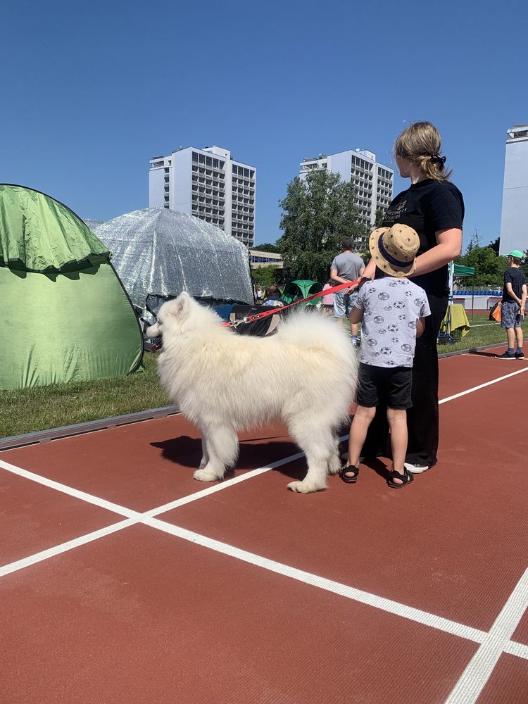 Szczeniak samojed suczka samoyed gotowy do odbioru