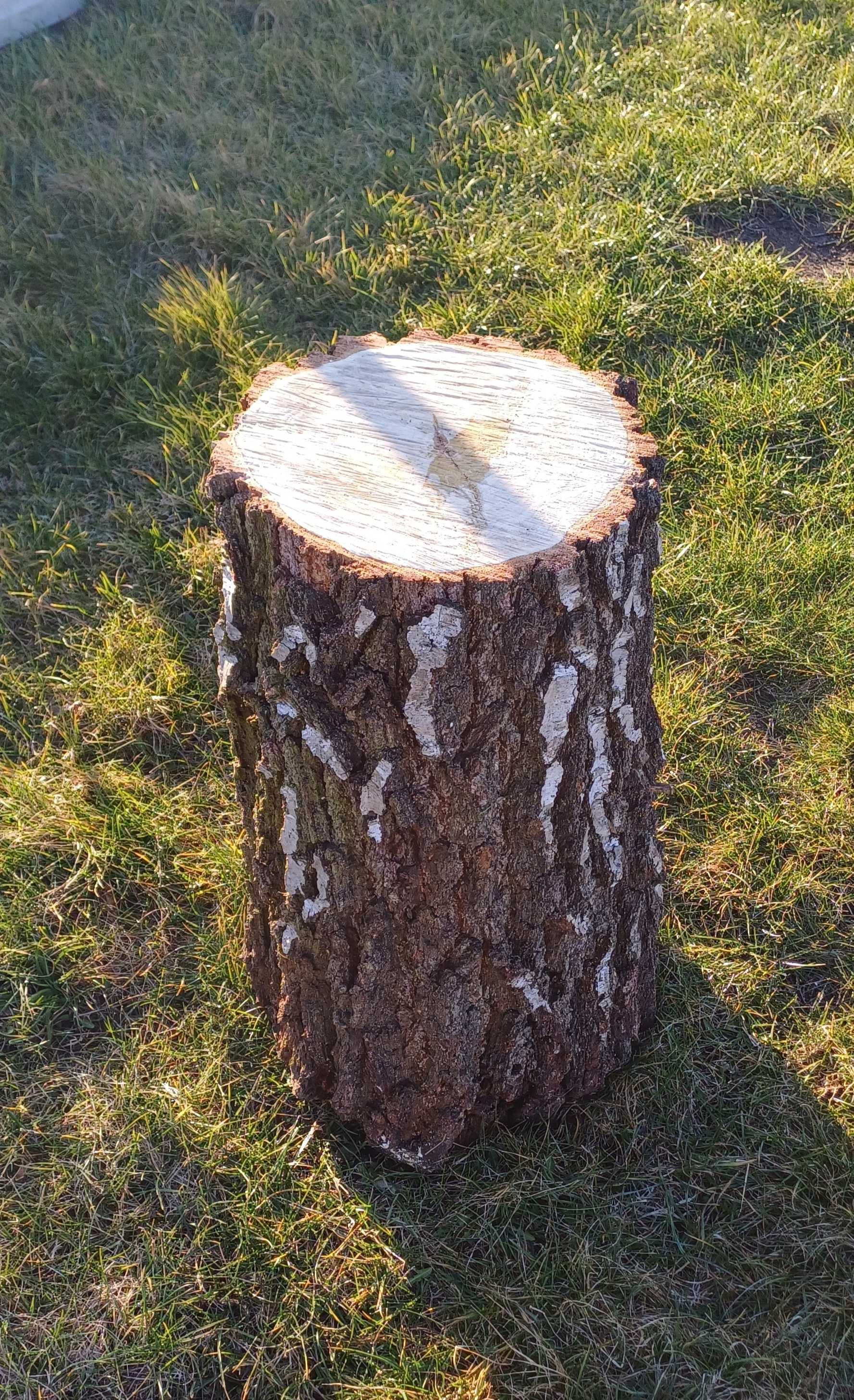 Pień pniak brzoza z korą duży ciężki dekor pod kwiat  stolik ogród.
