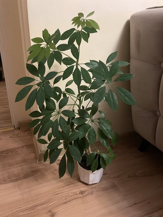 Kwiat Schefflera  74 cm Kraków