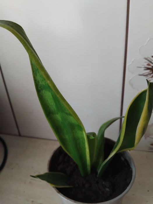 Kwiat sansewieria