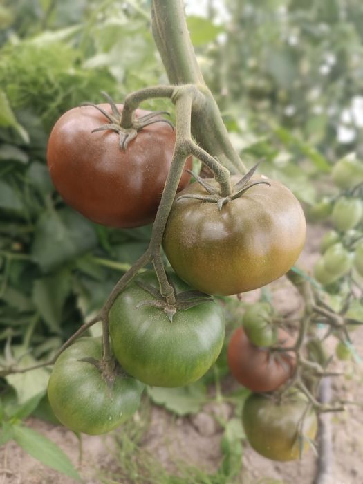 Pomidory bezpośrednio od rolnika uprawiane na oborniku dostawy RWS