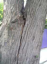 Видалення аварійних дерев Благоустрій Демонтаж будинків