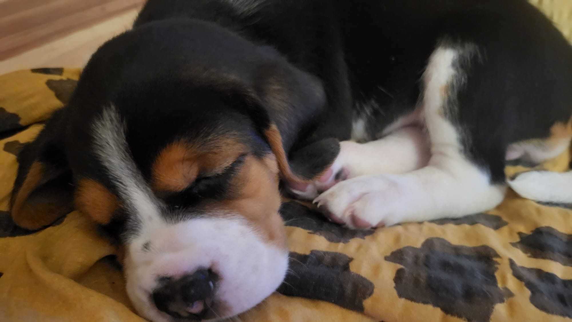 Sprzedam Psa Rasy Beagle