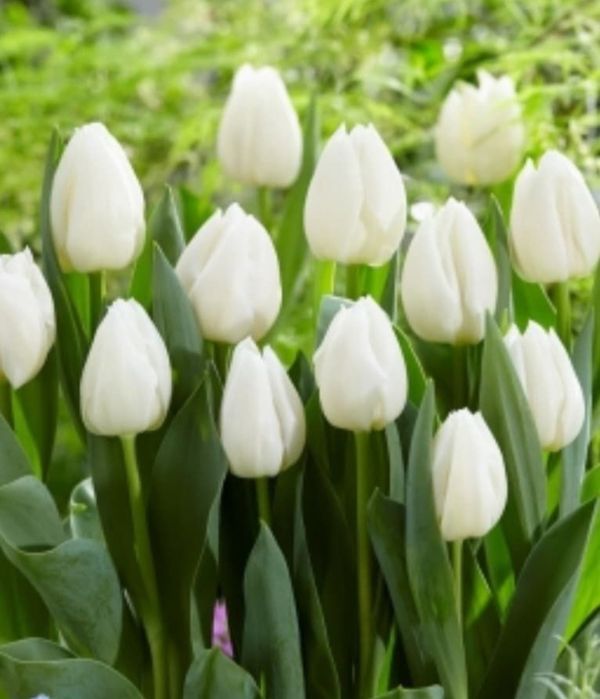 Wyprzedaż tulipanów