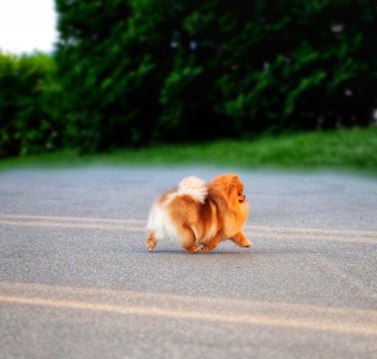 EXCLUSIVE хлопчик померанський шпіц в мікро розмірі, документи КСУ