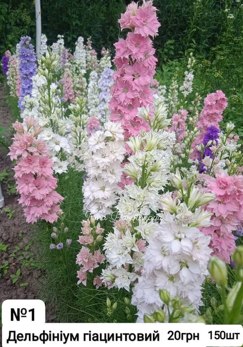 Турецька гвоздика і  насіння  квітів