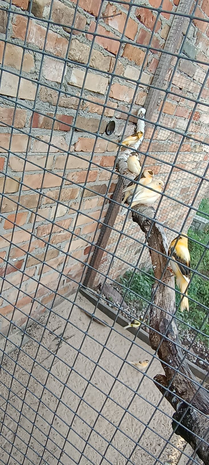 Kanarki młode tegoroczne